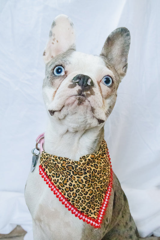 CHEETAH BANDANA